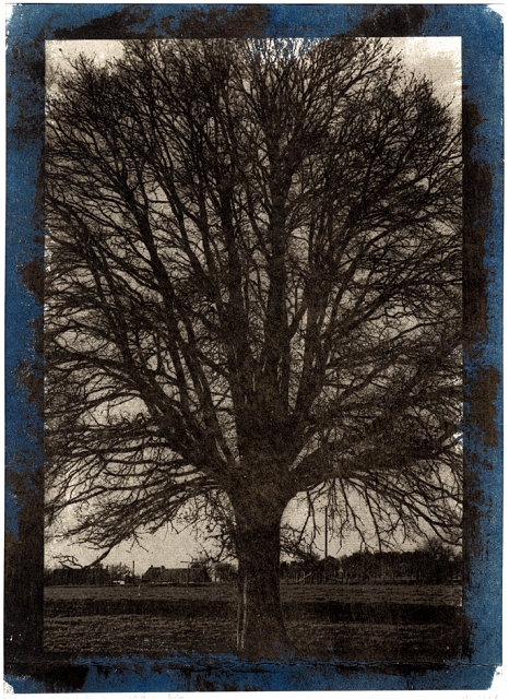 arbre cyano 72.jpg - gomme sur cyanotype